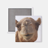 Camel Square Magnet (Vorderseite/Rückseite)