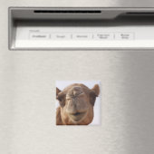 Camel Square Magnet (In Situ (Geschirrspüler))