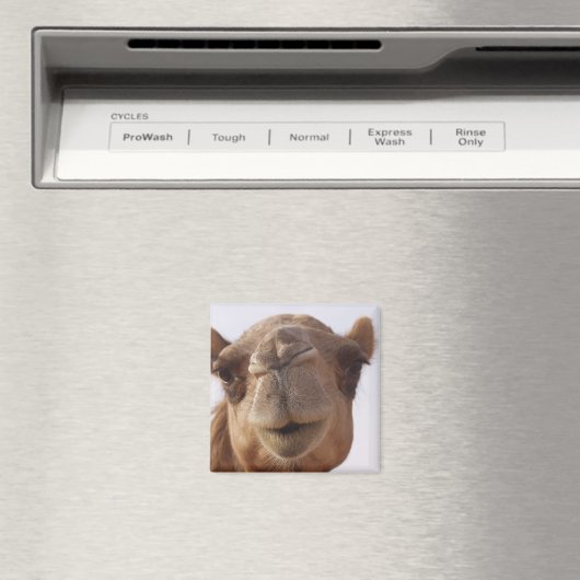 Camel Square Magnet (In Situ (Geschirrspüler))
