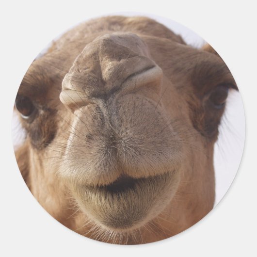 Camel Stickers (Vorderseite)