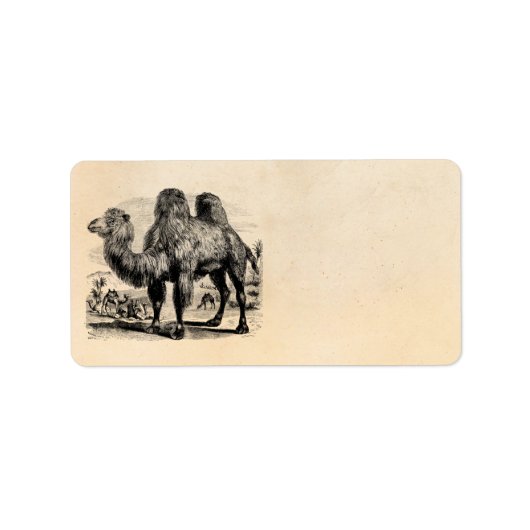 Camel Vintagen 1800er Jahre - Vorlage für ägyptisc Adressaufkleber (Vorne)