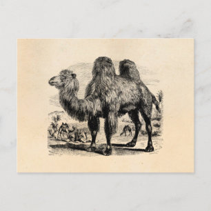 Camel Vintagen 1800er Jahre - Vorlage für ägyptisc Postkarte