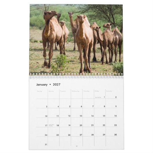 Camel Wall Calendar Kalender (Jan 2027)