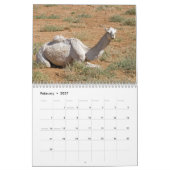 Camel Wall Calendar Kalender (Feb 2027)