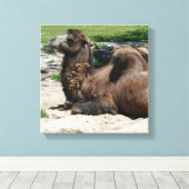 Camel Wrapped Canvas Leinwanddruck (Insitu (Holzboden))