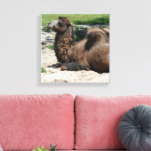 Camel Wrapped Canvas Leinwanddruck (Insitu (Wohnzimmer))