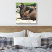 Camel Wrapped Canvas Leinwanddruck (Insitu (Schlafzimmer))
