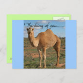 Camel Wüste Destiny Zazzle Denken Sie an Sie Postkarte (Vorne/Hinten)