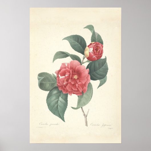 Camelia Canvas Print Poster (Vorne)
