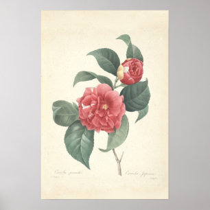 Camelia Leinwand-Druck Poster