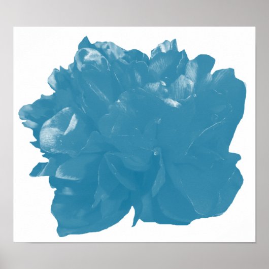 Camelia Pop Aquamarin Poster (Vorne)