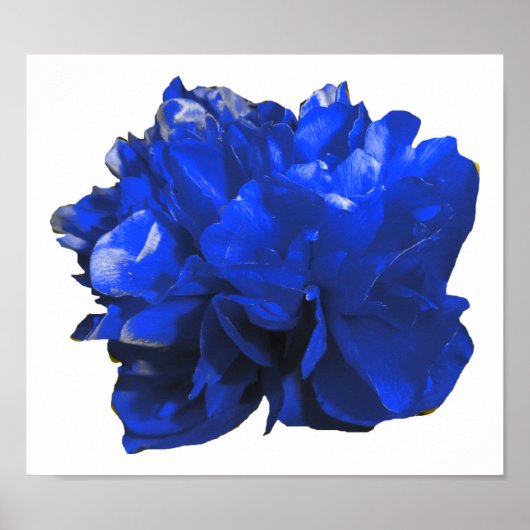 Camelia Pop Blue Poster (Vorne)