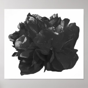 Camelia Pop Gray Poster