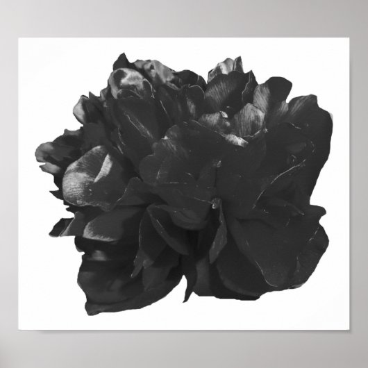 Camelia Pop Gray Poster (Vorne)