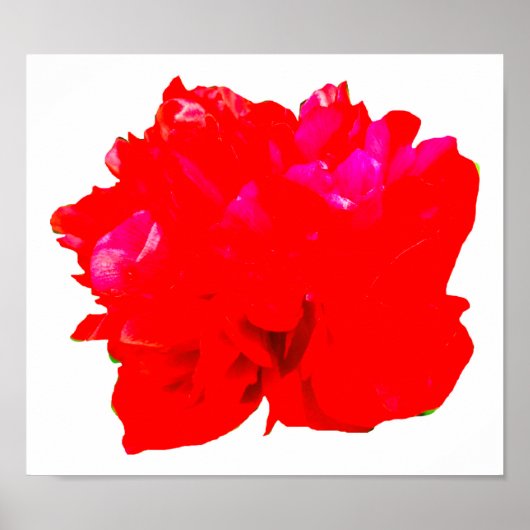 Camelia Pop Red Poster (Vorne)
