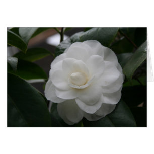 Camelia, weiß