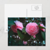 Camelias Postkarte (Vorne/Hinten)
