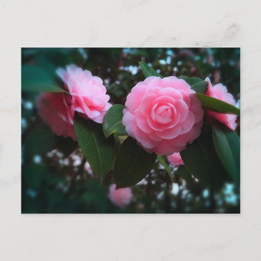 Camelias Postkarte (Vorderseite)