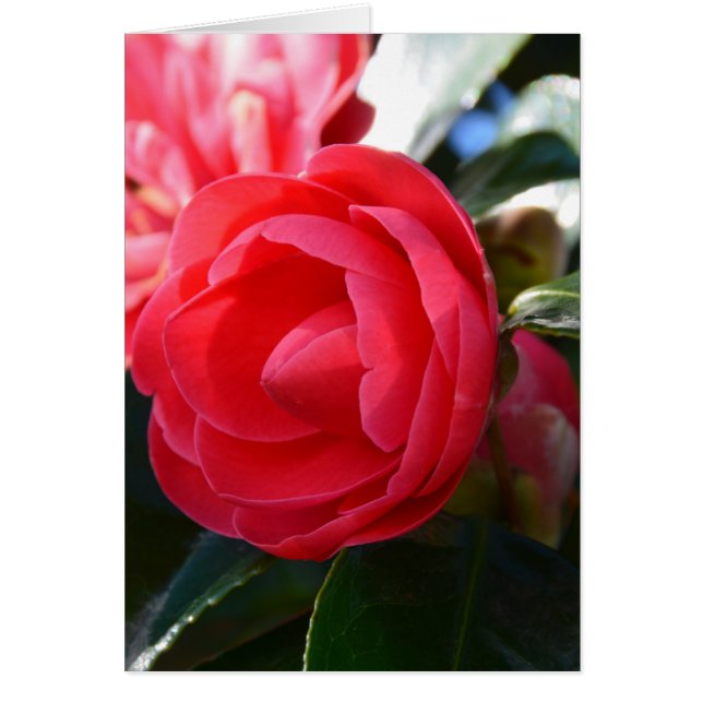 Camellia Blossom (Vorne)