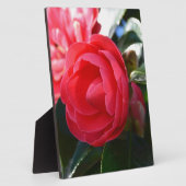Camellia Blossom Fotoplatte (Seite)
