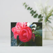 Camellia Blossom Postkarte (Stehend Vorderseite)