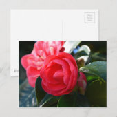 Camellia Blossom Postkarte (Vorne/Hinten)