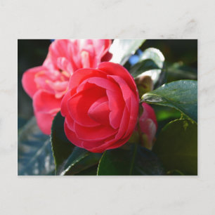 Camellia Blossom Postkarte