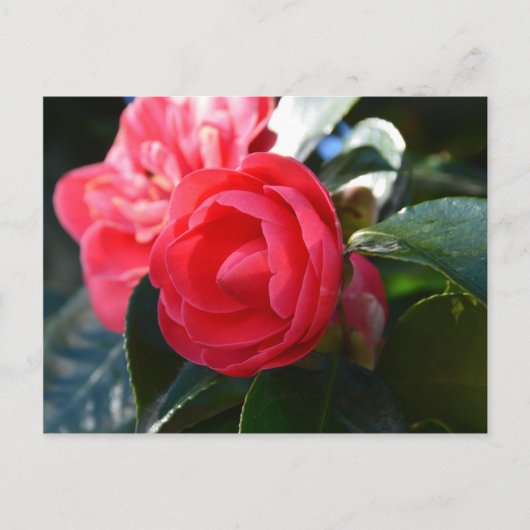 Camellia Blossom Postkarte (Vorderseite)