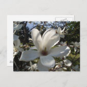 Camellia Blosson Postkarte (Vorne/Hinten)