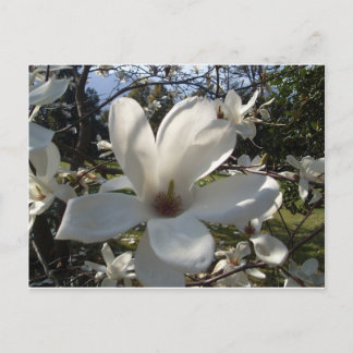 Camellia Blosson Postkarte