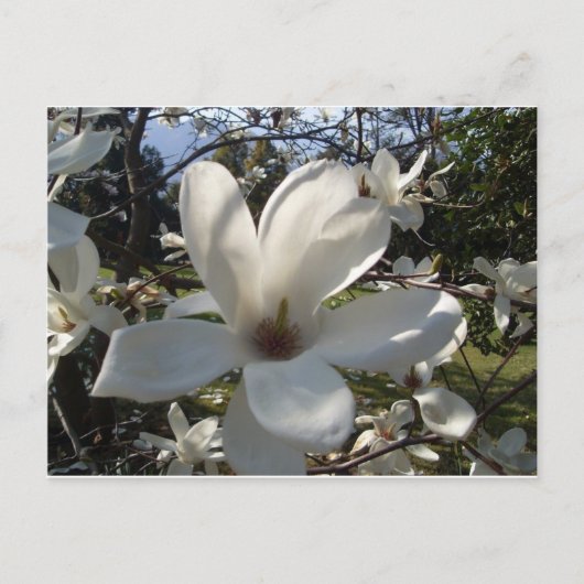 Camellia Blosson Postkarte (Vorderseite)