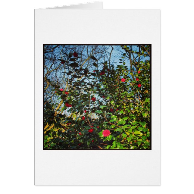 Camellia Bush. (Vorne)