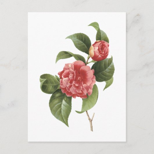 Camellia (Camellia japonica) von Redouté Postkarte (Vorderseite)