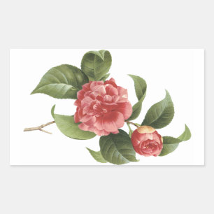 Camellia (Camellia japonica) von Redouté Rechteckiger Aufkleber