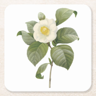 Camellia (Camellia japonica) von Redouté Rechteckiger Pappuntersetzer