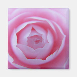 Camellia Closeup Magnet
