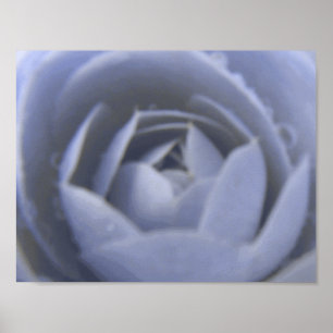 Camellia Frozen Beauty Druck Poster