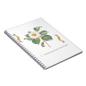 Camellia japonica 'Alba Plena'  Notizblock (Rechte Seite)