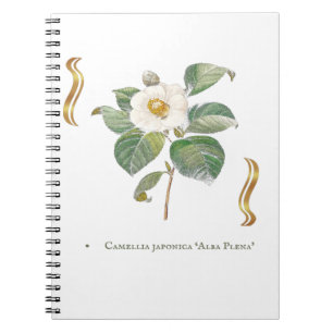 Camellia japonica 'Alba Plena' Notizblock