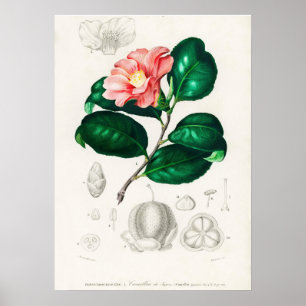 Camellia japonica (Camélia du Japon) Poster