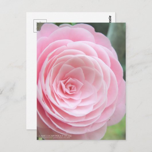 Camellia japonica f. otome:Postkarte Postkarte (Vorne/Hinten)