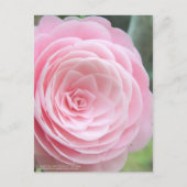 Camellia japonica f. otome:Postkarte Postkarte (Vorderseite)