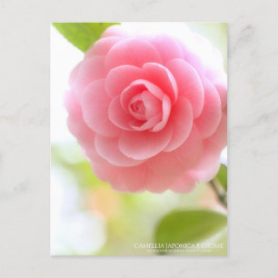 Camellia japonica f. otome:Postkarte Postkarte