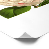 Camellia japonica poster (Ecke)