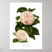 Camellia japonica poster (Vorne)