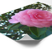 Camellia Japonica Poster (Ecke)