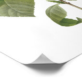 Camellia Japonica Poster (Ecke)