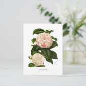 Camellia japonica postkarte (Stehend Vorderseite)