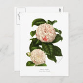 Camellia japonica postkarte (Vorne/Hinten)