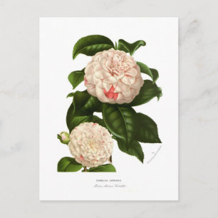 Camellia japonica postkarte